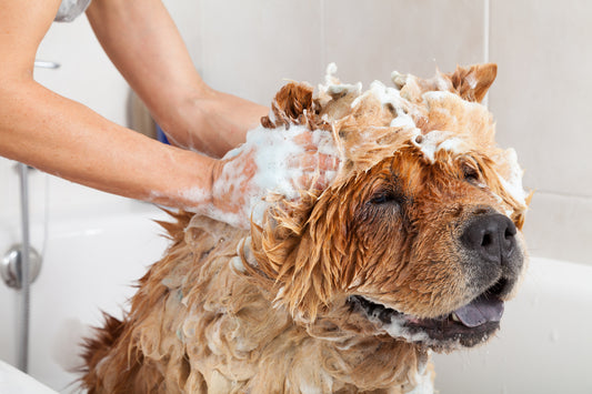 Furrified Paws: Natural Pet Shampoo for Dogs & Cats